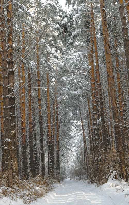 Free Serene winter landscape featuring a snow-covered forest pathway flanked by tall trees. Stock Photo