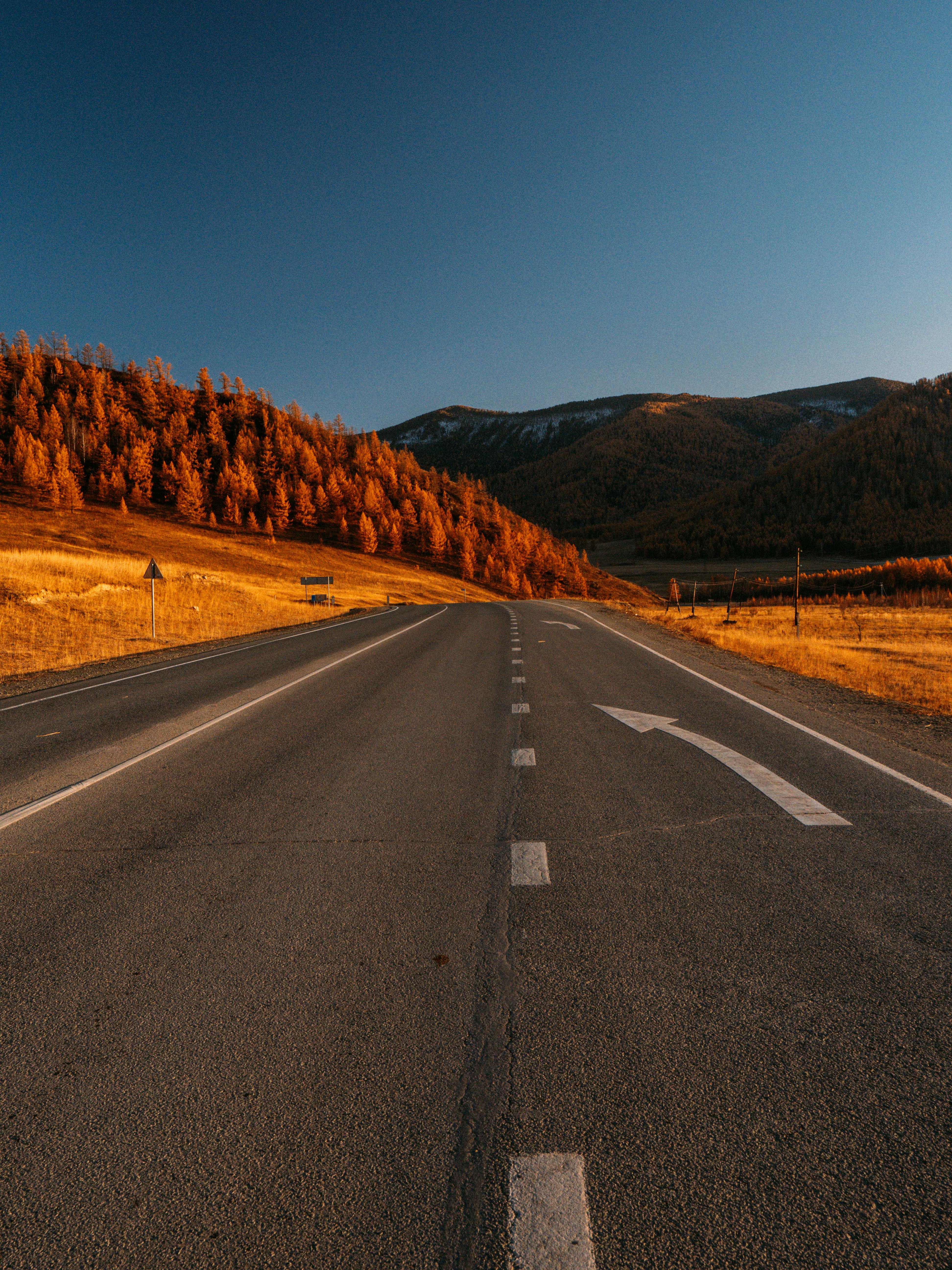 A scenic view of a tarmac road leading through the autumn-colored Altai Mountains under a blue sky.