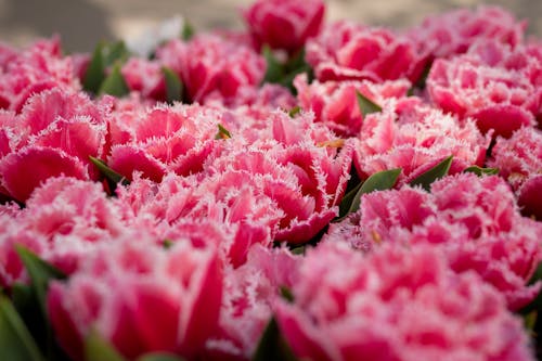 Foto profissional grátis de fechar-se, flores, flores azuis