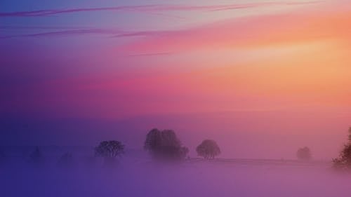 Trees Covered By Fog