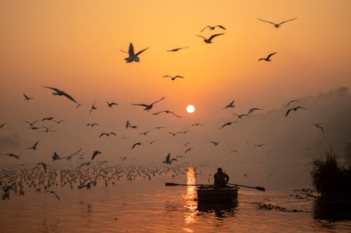 Flock of Birds Flying Over the Ocean During Sunset 