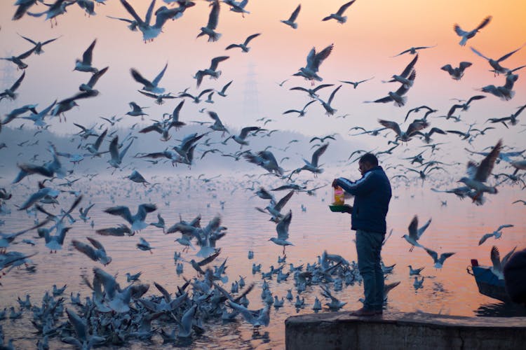 Man Feeding The Seagulls 