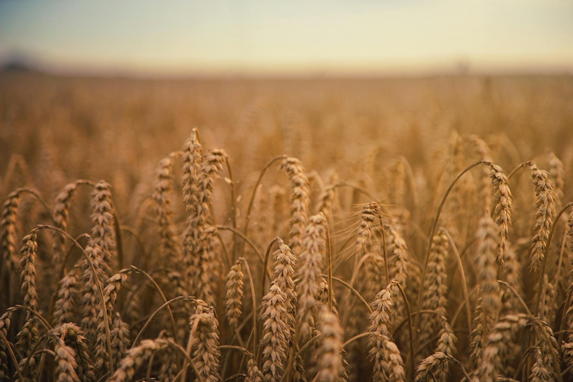 Wheat Grains Field