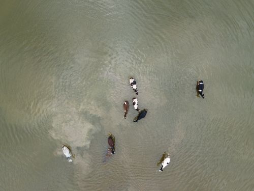 Free Aerial shot of cows cooling in a lake, showcasing their natural behavior in a serene outdoors setting. Stock Photo