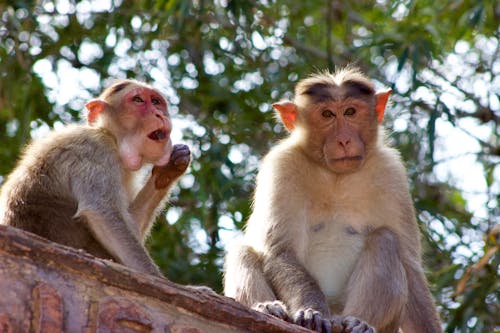 Free Two Furry Monkeys Sitting Next to Each Other Stock Photo