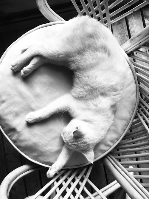 Top View of a Cat Lying Down on a Round Pillow