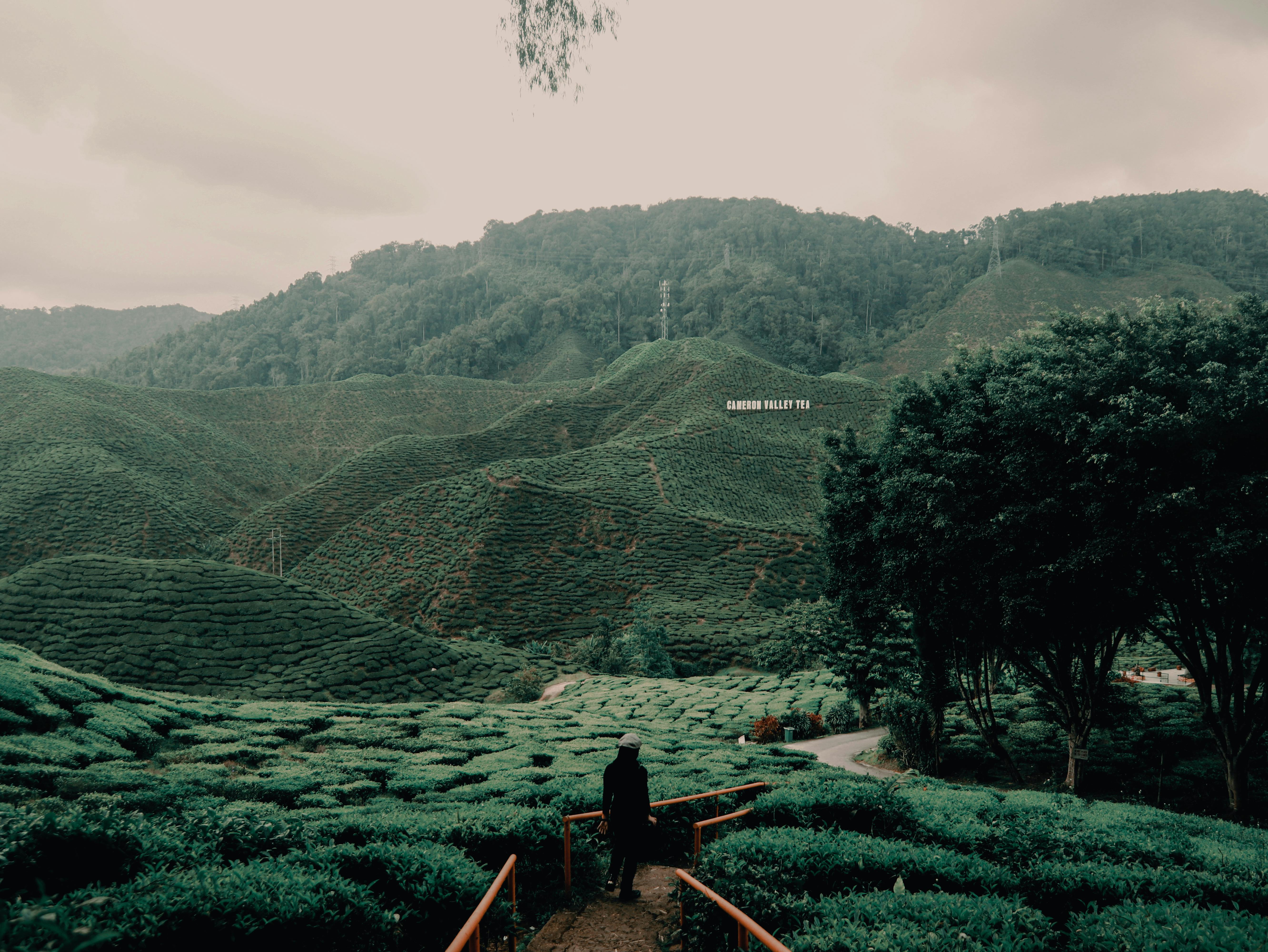 Cameron Highlands