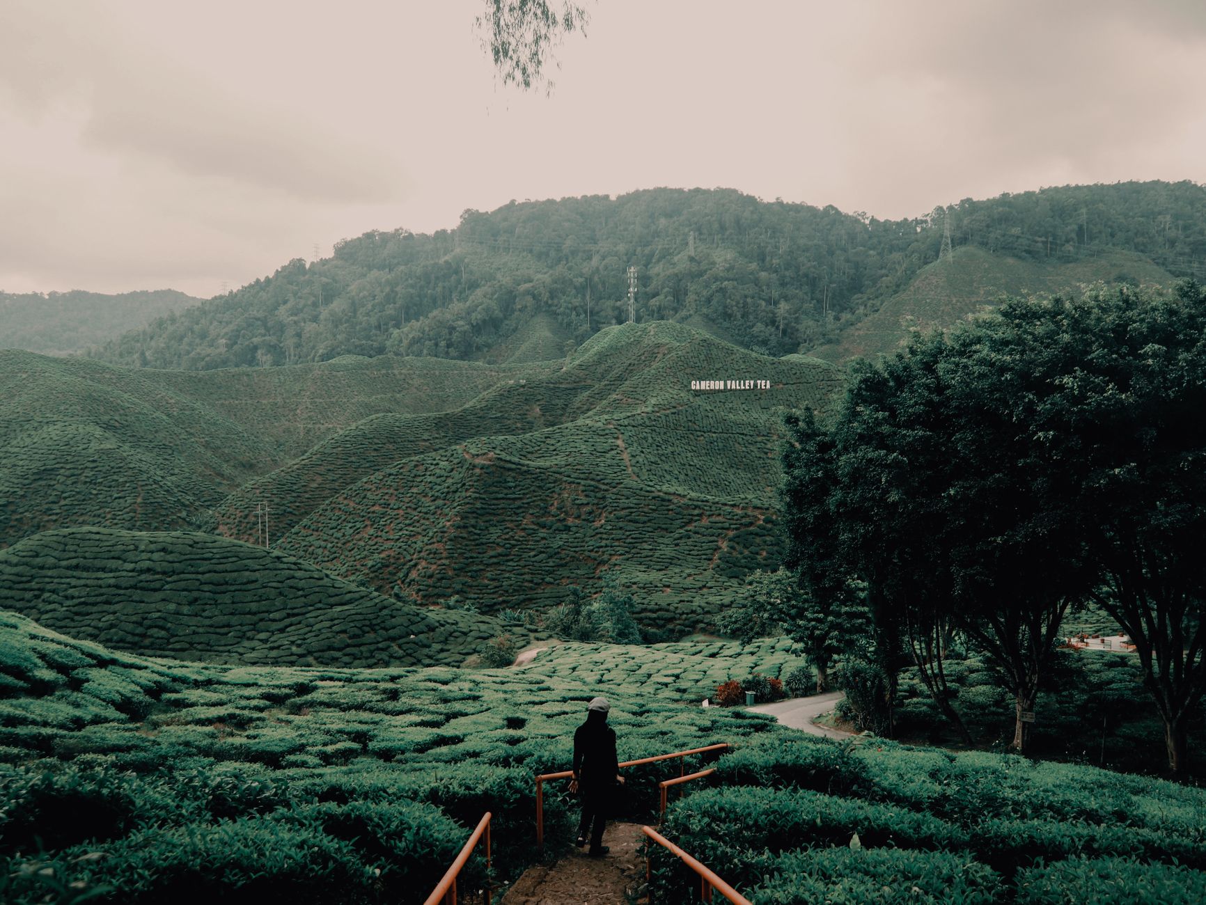 Cameron Highlands — Street, Cameron Highlands