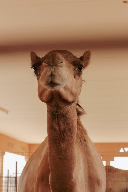 Безкоштовне стокове фото на тему «вертикальні постріл, Голова, одногорбий верблюд» стокове фото