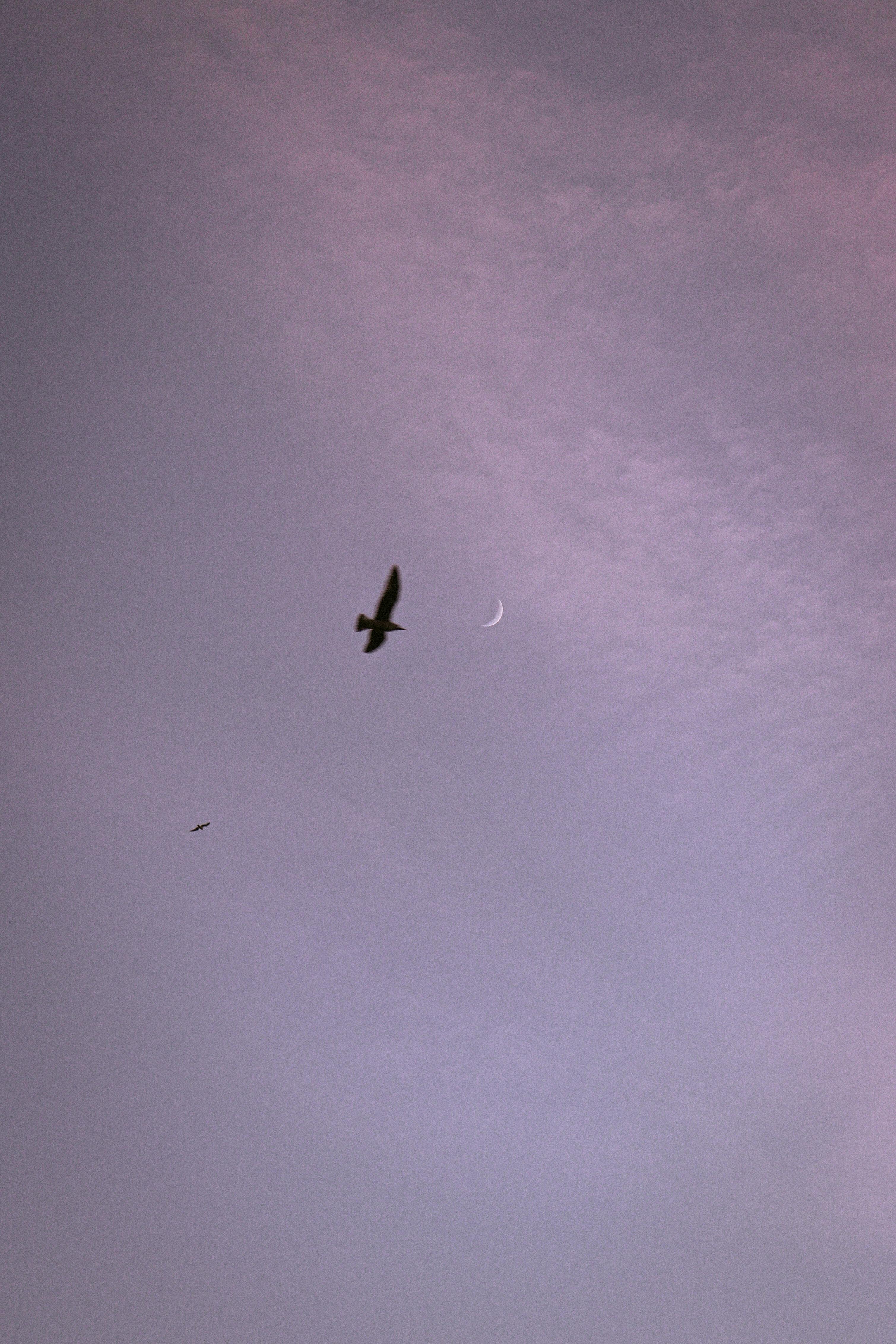 A bird silhouetted against a twilight sky with a crescent moon.