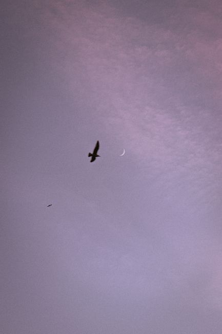 A bird silhouetted against a twilight sky with a crescent moon.