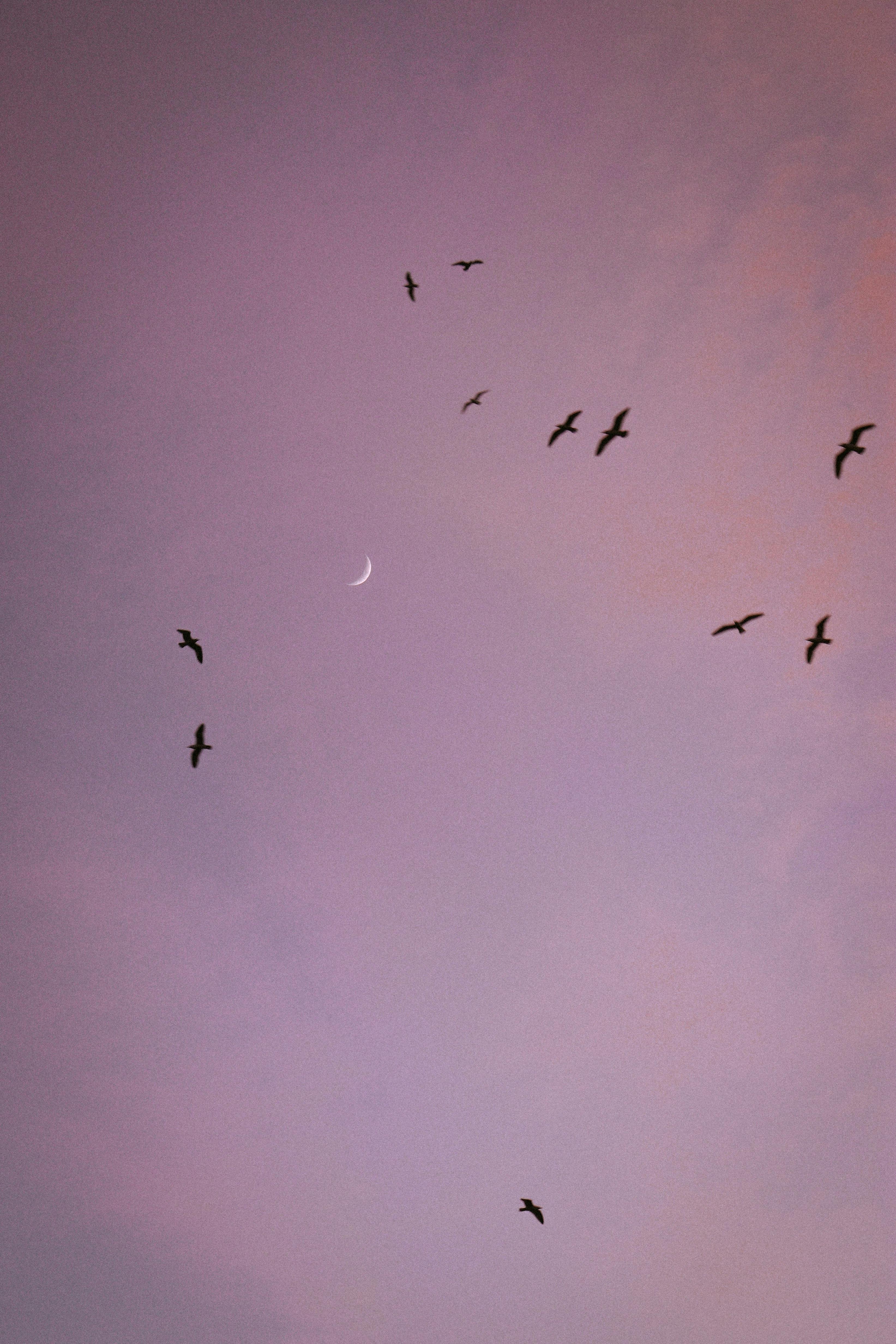 Silhouetted birds fly against a serene purple sky, accented by a crescent moon at twilight.