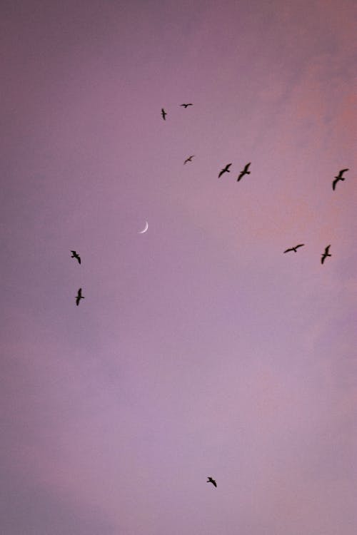 Foto stok gratis bayangan hitam, burung-burung, gerombolan