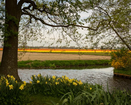 Foto profissional grátis de árvore, jardim, lisse