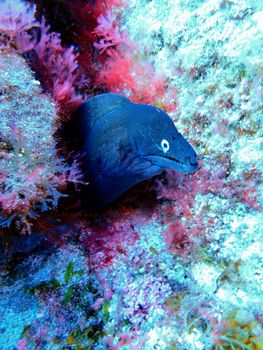 Stunning close-up of a moray eel nestled within a vibrant coral reef, showcasing the colorful marine life underwater.