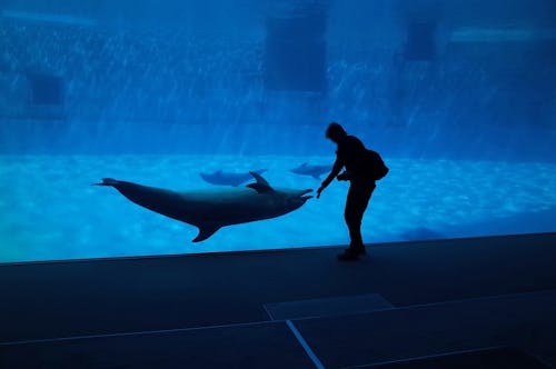 Kostenlos Kostenloses Stock Foto zu aquarium, baden, delphin Stock-Foto