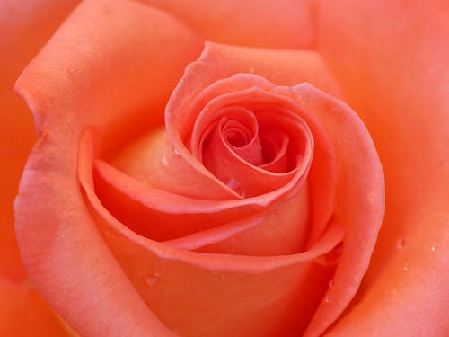 Close-up of the petals of a Flower