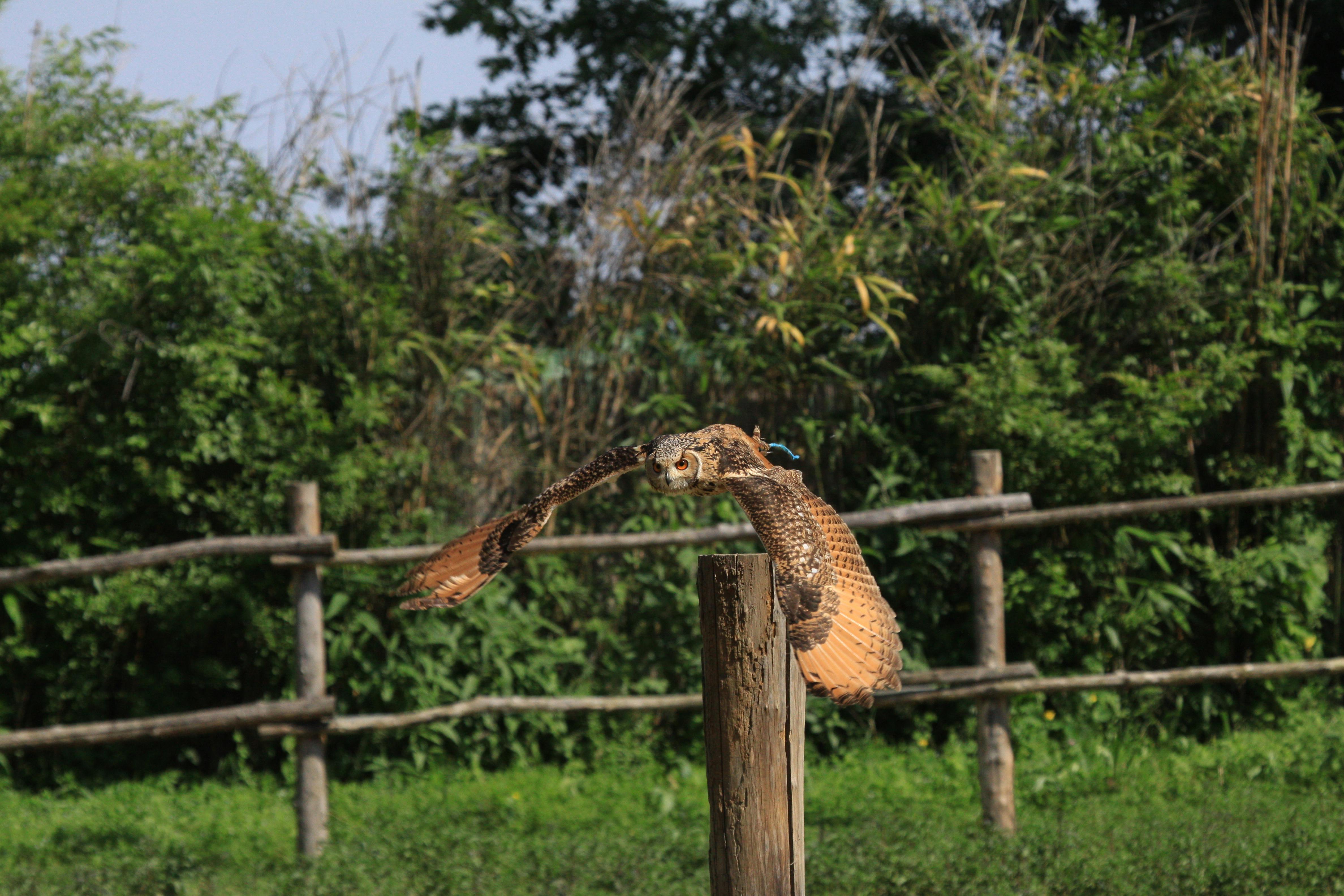 Eagle Flying over the Wooden Fence · Free Stock Photo