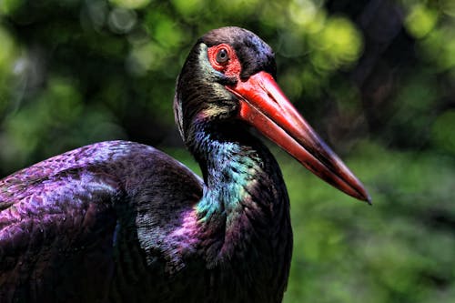 Free Close-Up Shot of a Black Stork Stock Photo