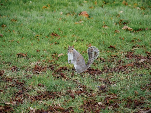 Gray Squirrel on Green Grass