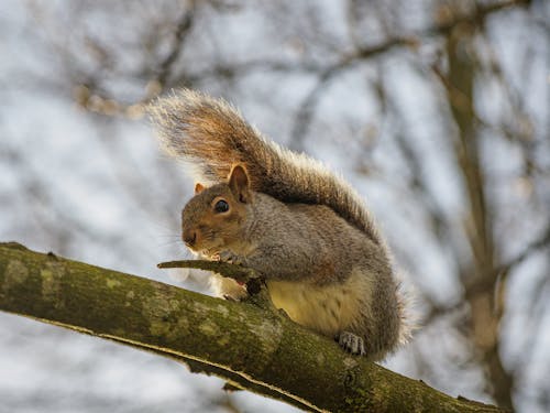 Close-up of a Squirrel on a Branch
