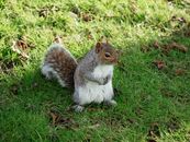White and Brown Squirrel on Green Grass
