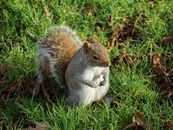 Free stock photo of animal, bushy, cute