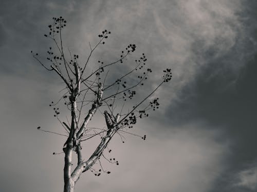 Fotos de stock gratuitas de árbol desnudo, árbol sin hojas, blanco y negro
