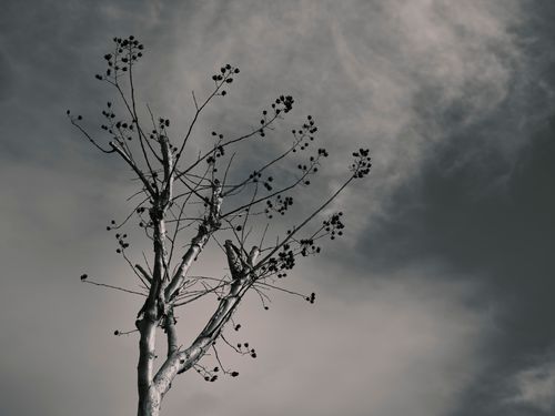Free Grayscale image of a solitary leafless tree branch silhouetted against a dramatic cloudy sky. Stock Photo