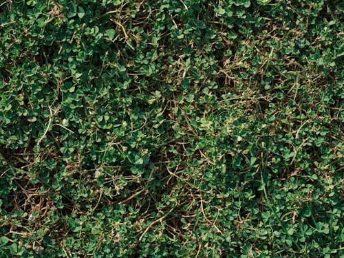 Kostnadsfri bild av gröna löv, närbild, växt