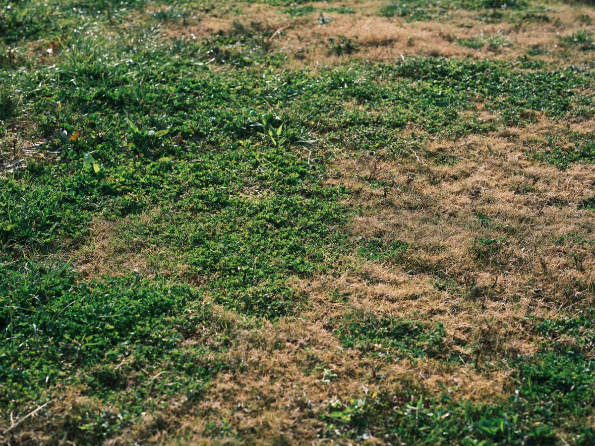 A vibrant mix of green and brown grass in an outdoor meadow showing natural growth and variation.