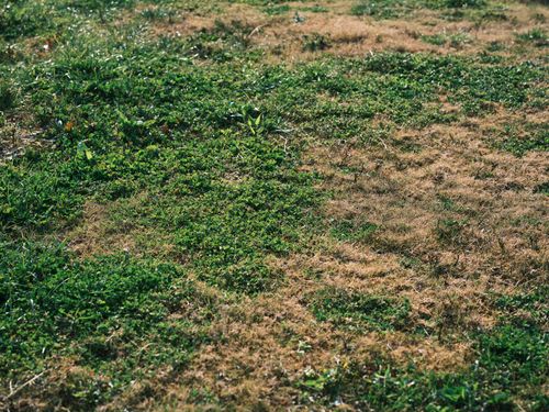 Brown patches on lawn Barrie Ontario