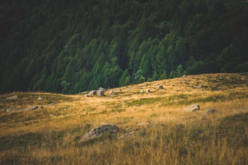 alan, çim, kayalar içeren Ücretsiz stok fotoğraf