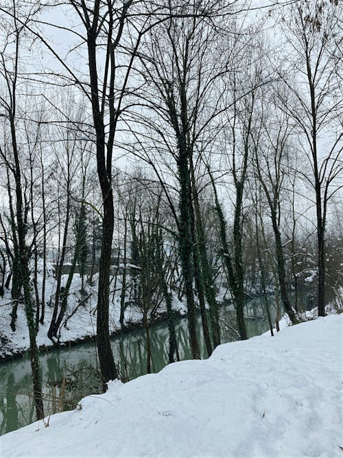 Body of Water Between Bare Trees on Snow Covered Ground