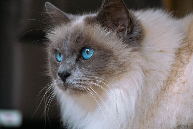 A classic blue eyed Ragdoll portrait, the look Ann Baker made famous