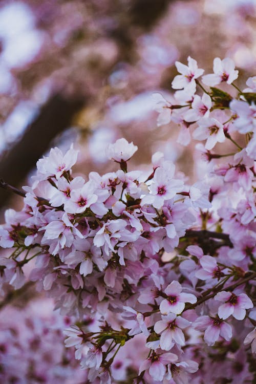 Free Close-up of Small Pink Flowers Stock Photo