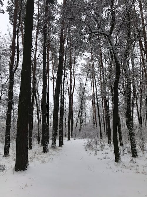 Free Bare Trees in Snow Forest Stock Photo