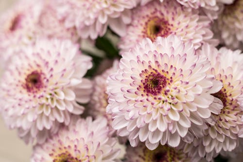 White Chrysanthemums in Bloom