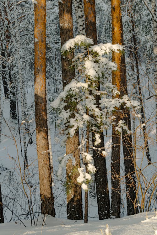 Close-Up Shot of Trees on a Snow-Covered Ground
