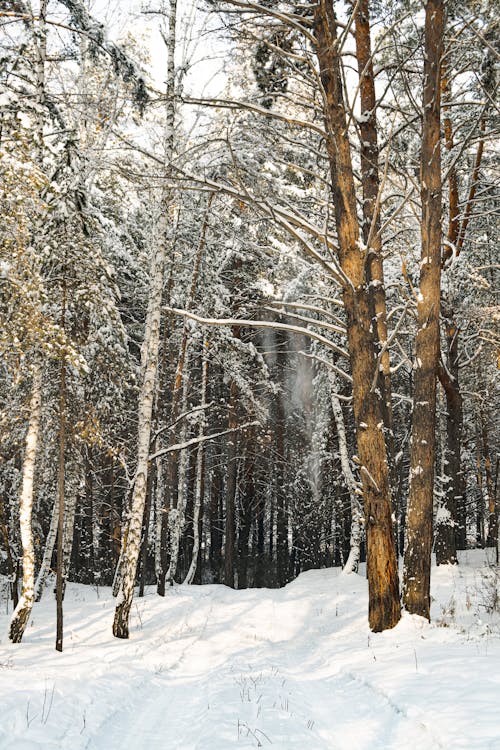 Gratis stockfoto met begeleiding, bomen, bossen