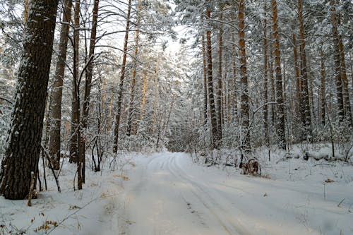 A Path on Snow Covered Forest During Winter