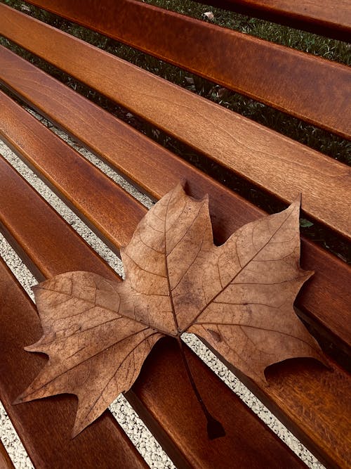 Brown Dried Maple Leaf on Wooden Bench