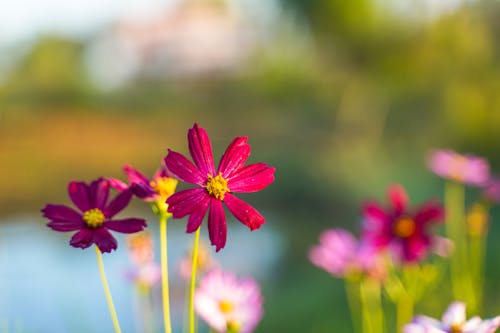 Free Close-up of Pink Flowers Stock Photo