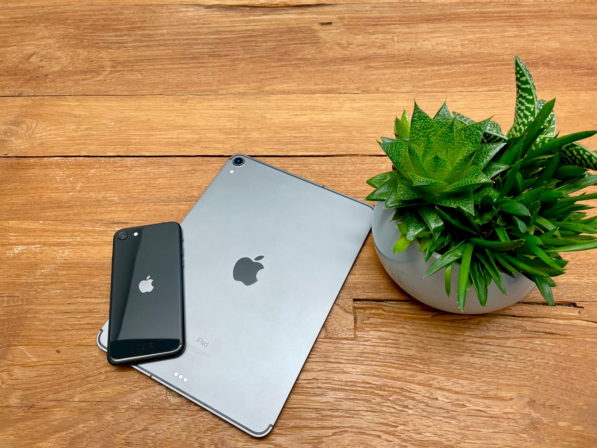 A minimalist setup featuring an iPad and iPhone alongside a lush potted succulent on a wooden surface.