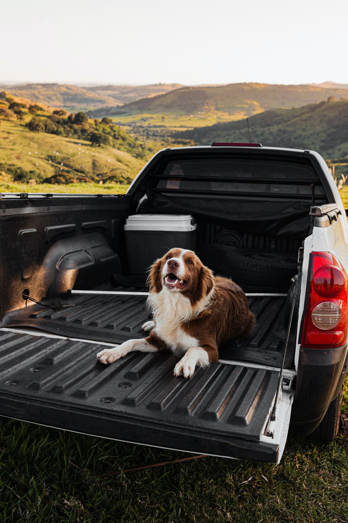 Dog lying in the open bed of a pickup truck with the tailgate down