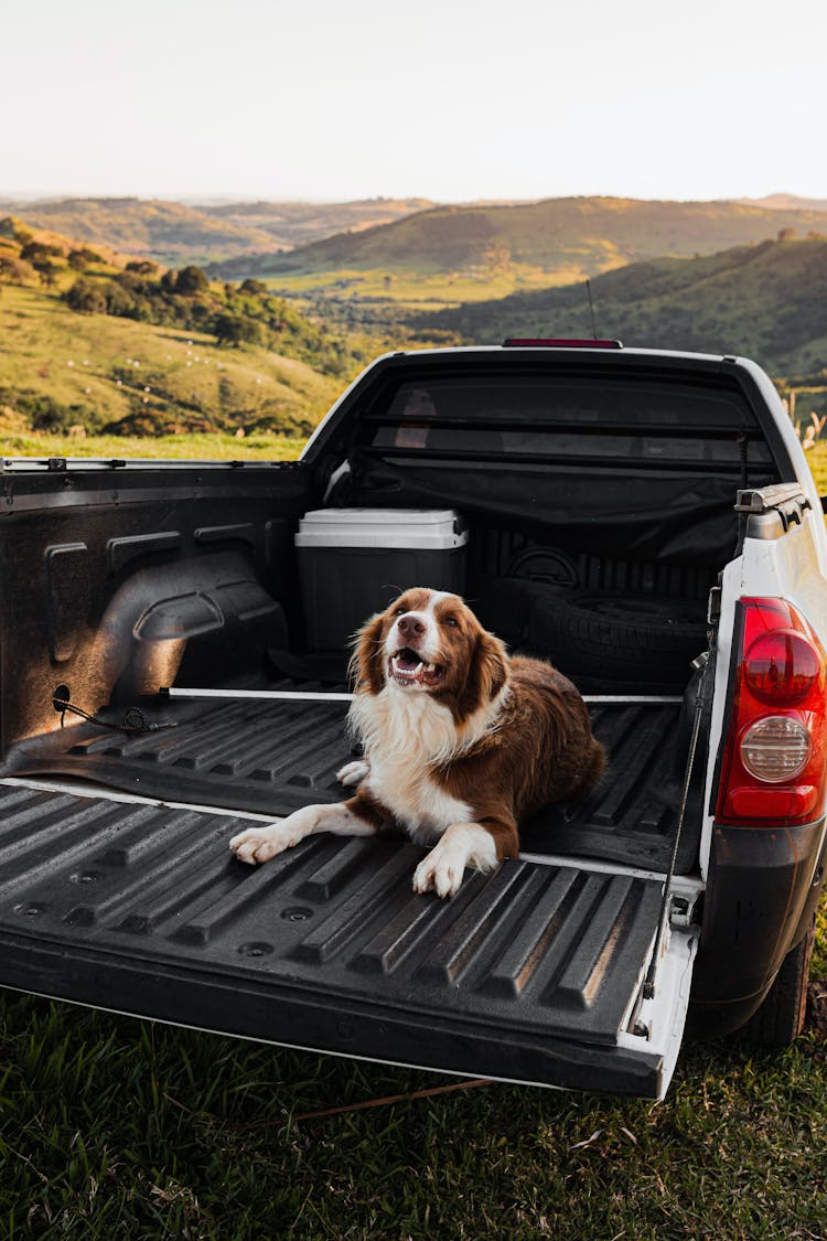 Dog Lying On Car Trunk