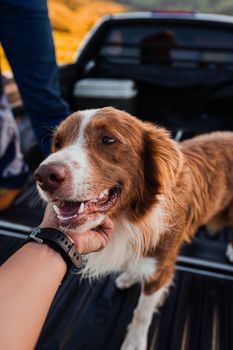 A happy Border Collie being affectionately petted in an outdoor setting.