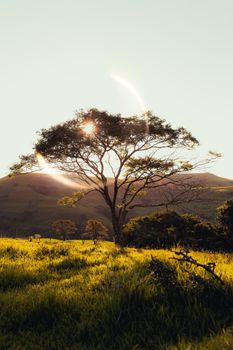 A lone tree stands in a sunlit meadow with mountains in the background.