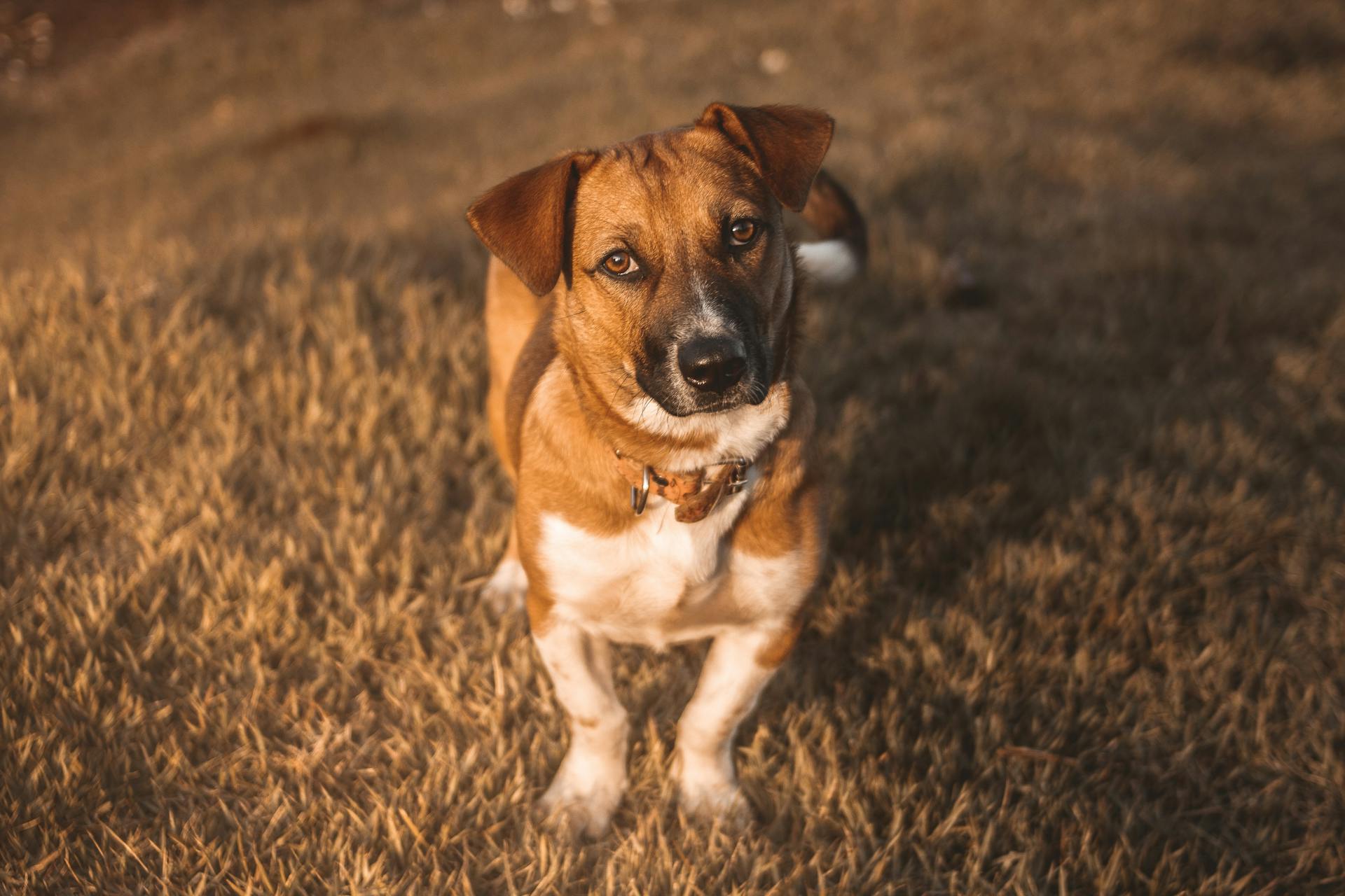 Jack Russell Terrier Puppy on Green Grass Field