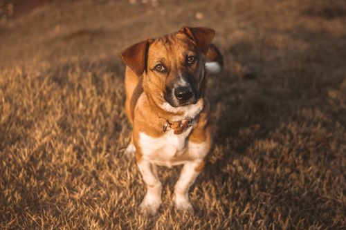 Free Cute Jack Russell Terrier posing outdoors on a sunny day. Stock Photo